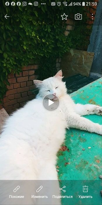 Передержка гостинница для животных котиков и собачек