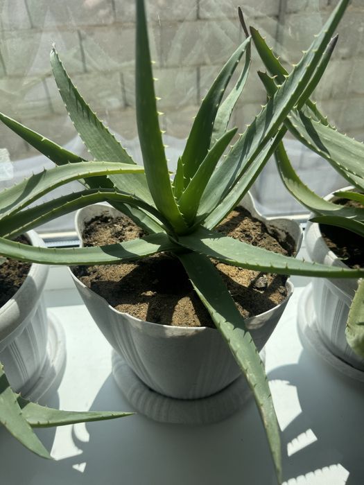 Комнатные растения