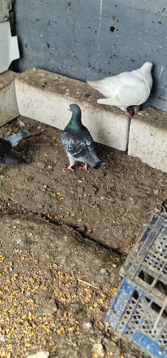 Vând voiajori germani