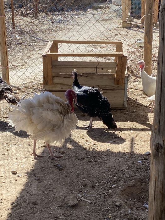 Тез арада сатылмда…………………………………………………..