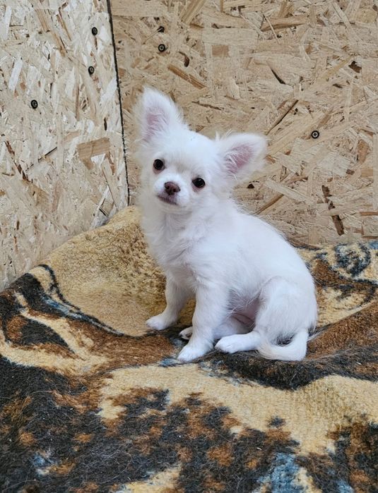 Щенок чихуахуа девочка