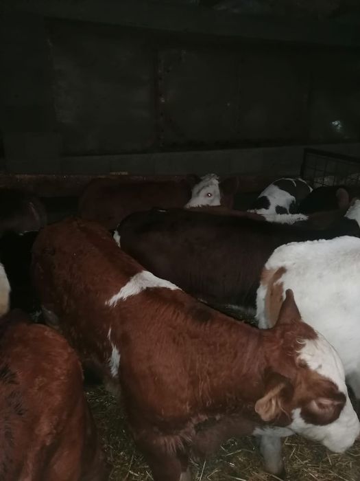 Vând viței și vitele încărcați