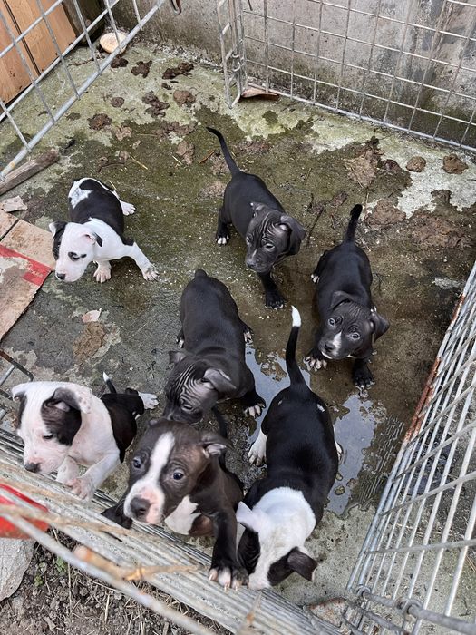 Питбули на 2 месеца