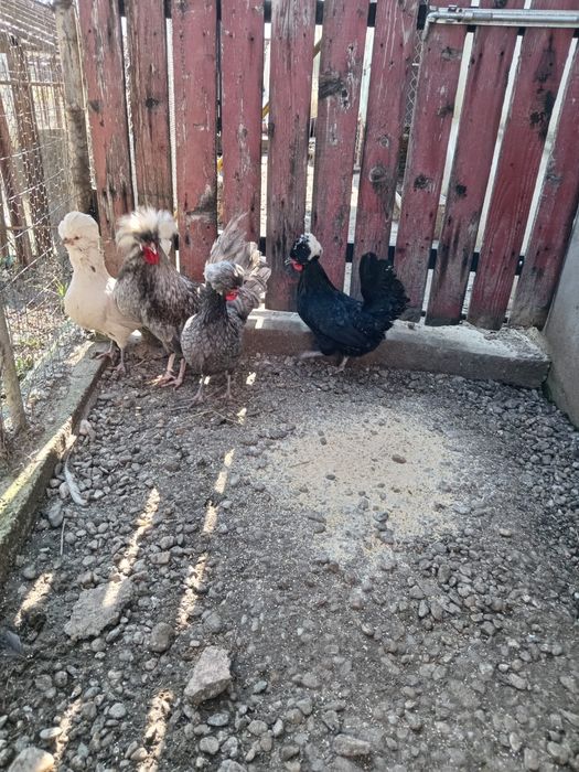 Găini motate olandeze
