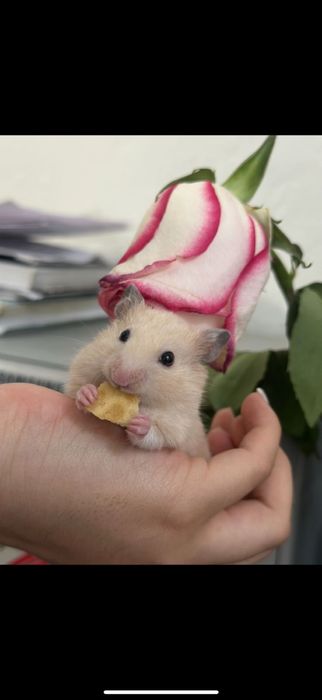 Продаю Хомяка Сирийский(мальчик)