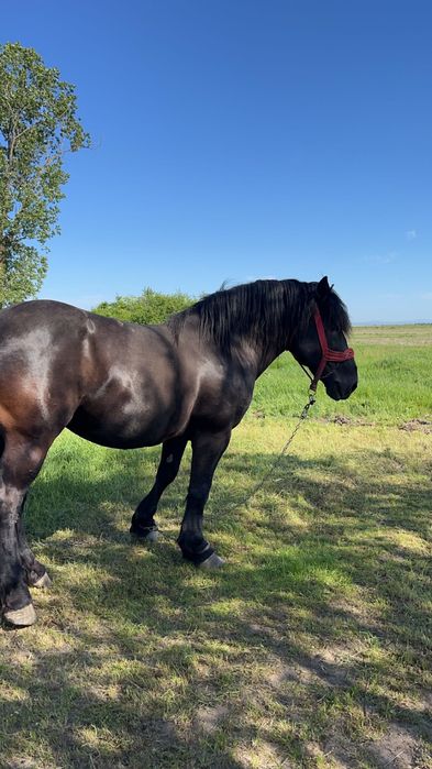 armăsar negru de vânzare