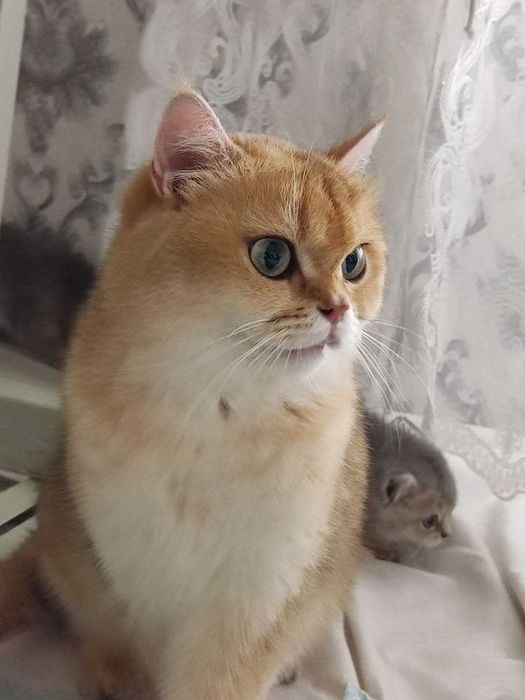 Zalatoy chinchilla bolalari / Золотистые котята шиншиллы