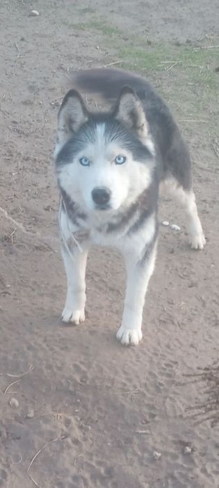 Xatiko 7 oylik 100% toza