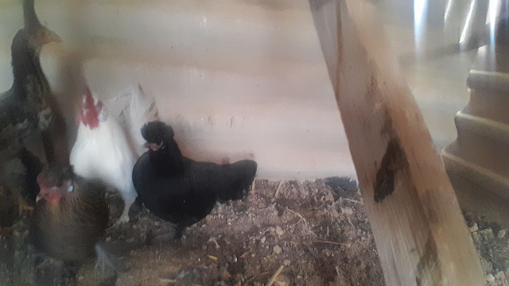 Тауықтар сатылады