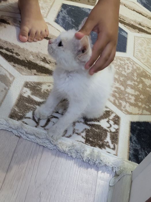 Отдам котёнка в добрые руки