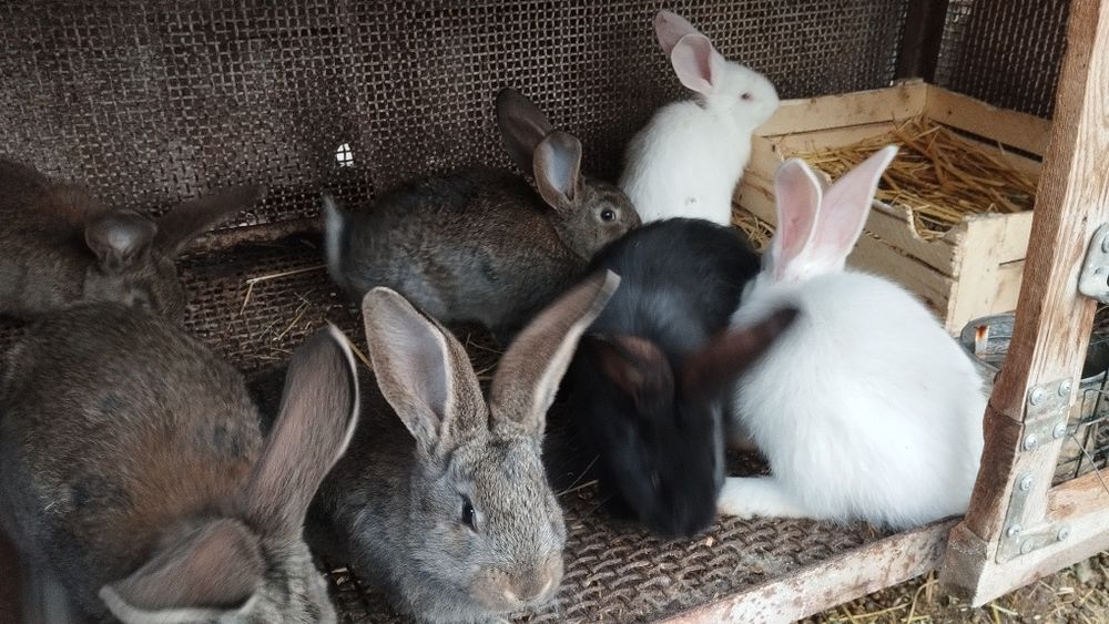 Продаются кролики