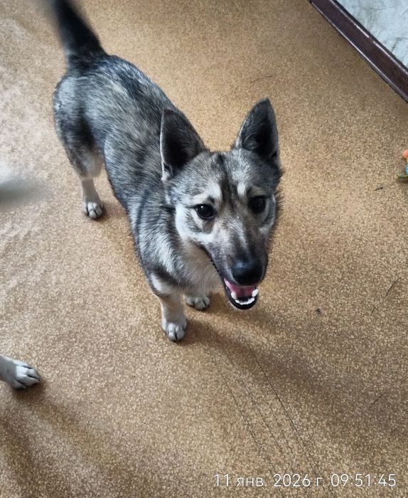 Молодой кобель в поиска дома