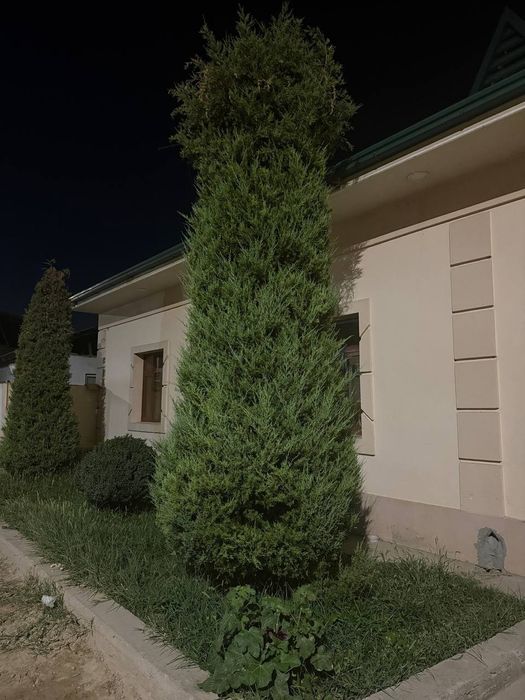 Archa sotiladi 2200$