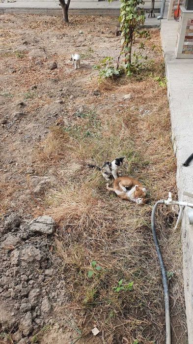 Отдам в хорошие руки, дети Трех-цветки. Меҳрибон қўлларга ҳадя!