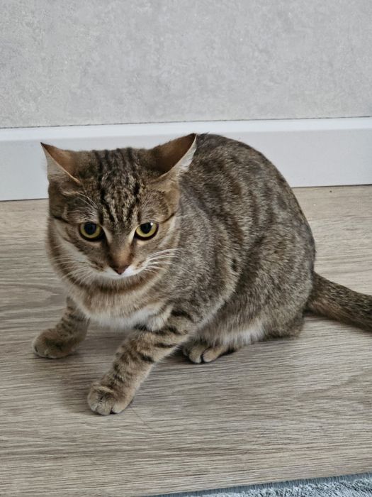 "Кошка Белла, 1 год, в добрые руки - 5000 тг