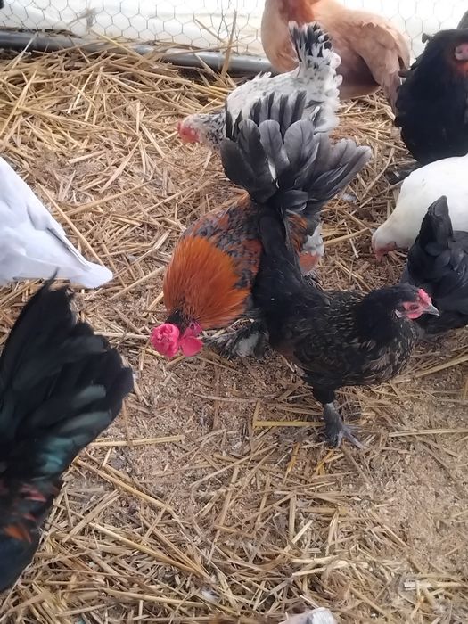 Vând perechi gaini si cocoși pitici sau 2+1