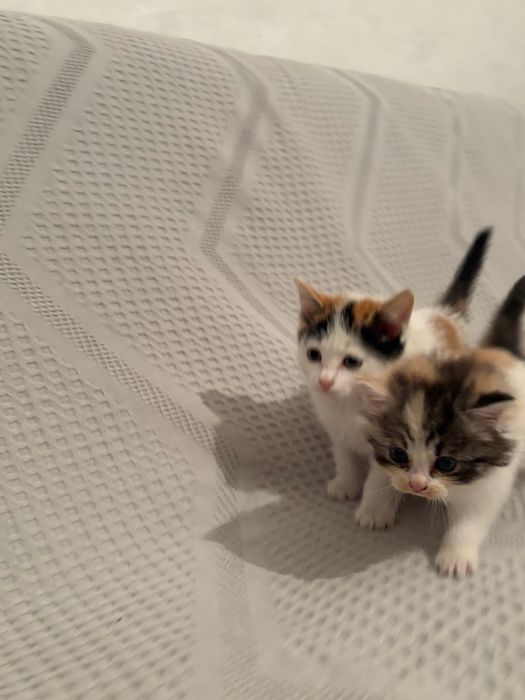 Отдам котят бесплатно