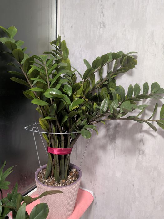 Продам замеокулькас