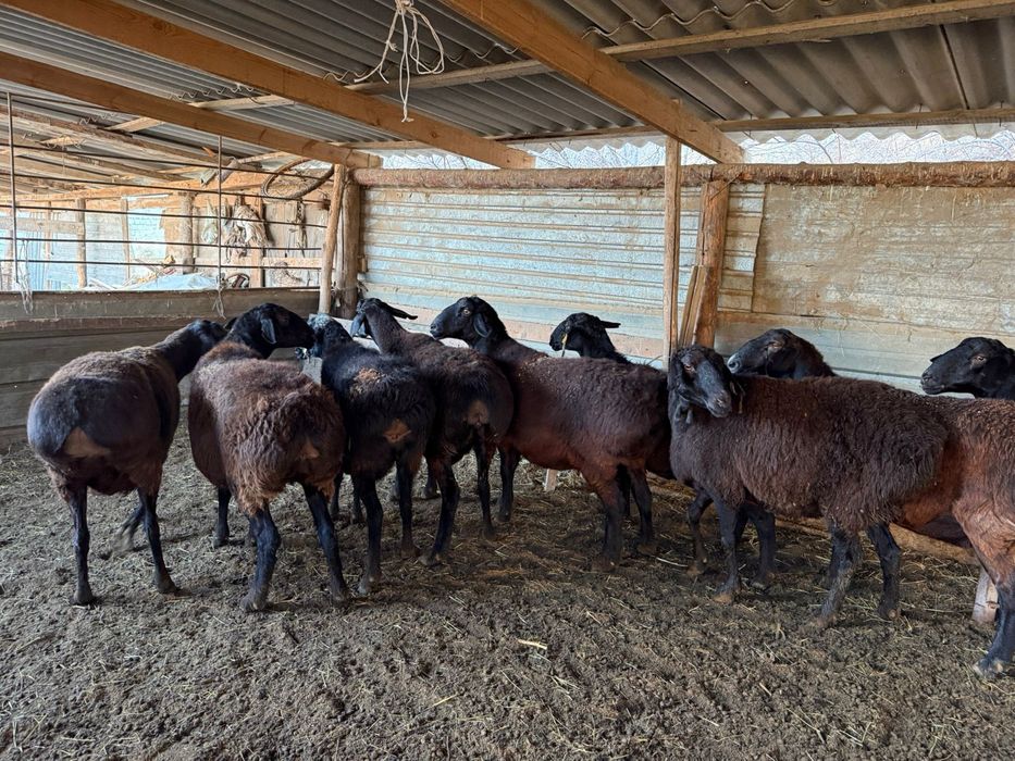 Гисары койлар сатылады