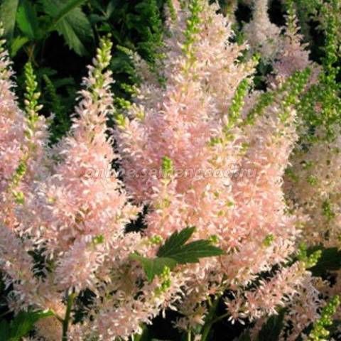 магазин "Сад - Огород - Цветы"