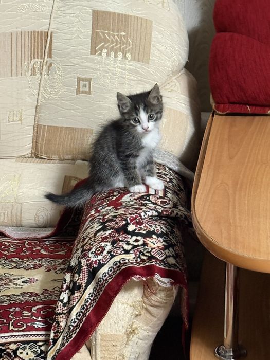 Продам котят, 3 мальчика метиса