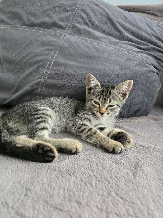 Котенок ищет дом