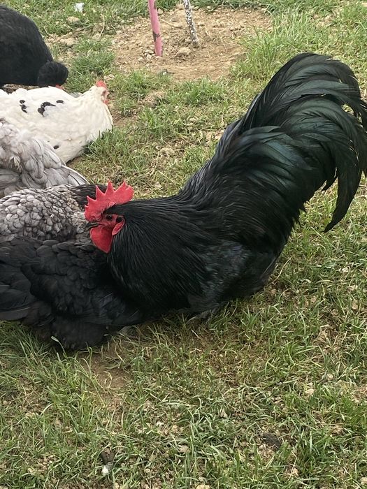 Puisori cauta casuta noua!