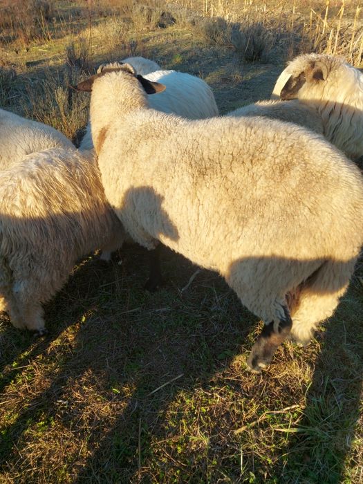 Vând berbec suffolk