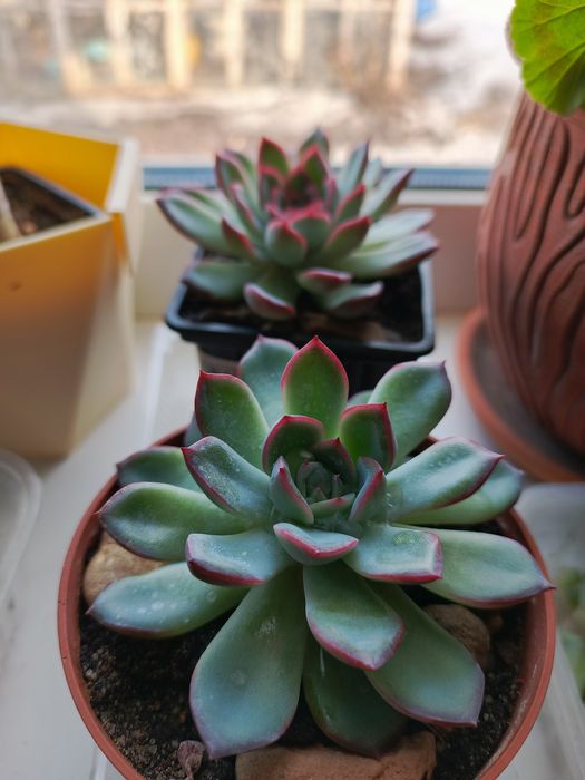 Эхеверия. Комнатное растение.