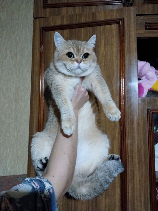 Продаётся золотая британская шиншилла девочка