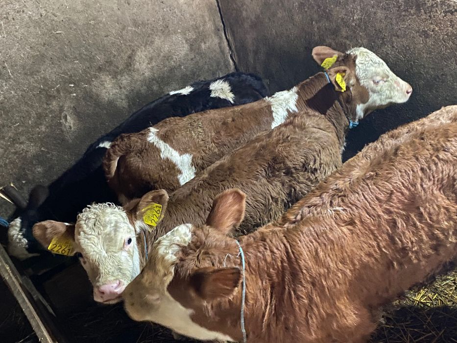 Viței preîncărcați