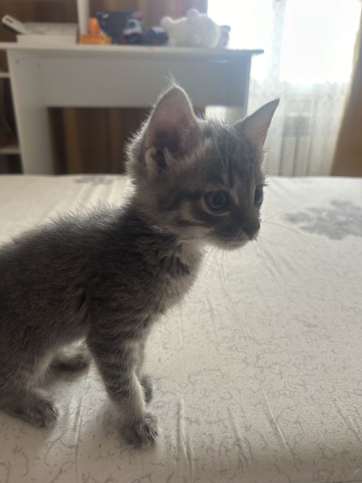 Котик маленькиии