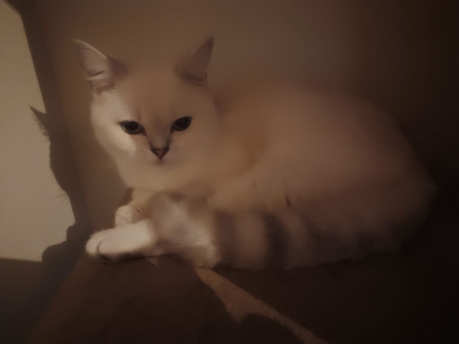 Котенок  шиншилла  мальчик