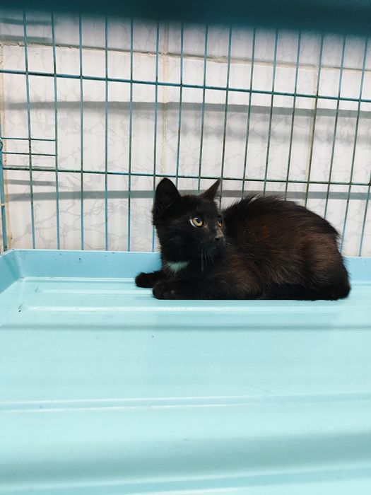 Котенок ,пристраиваем в добрые руки .
