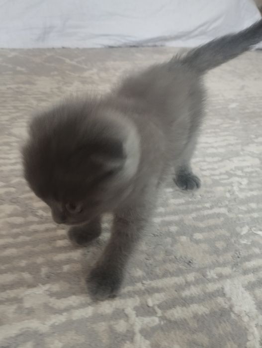 Шотландские котята Scottish fold