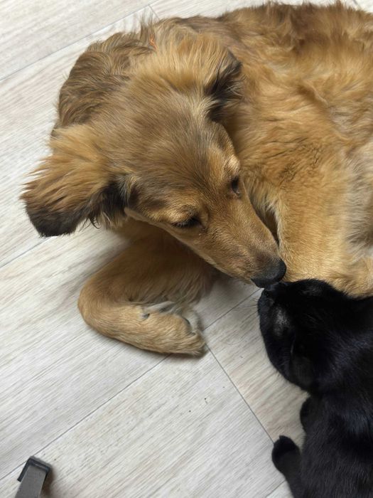 Пропала собака по кличке Рокси