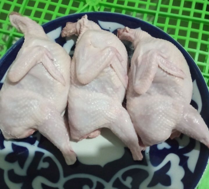 Bedana yapon mojor beli gigant bedana lari bor tuxumi joʻjasi 1 oylgi