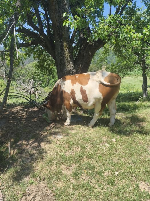 Vând 2 vaci și un taur de 2 ani