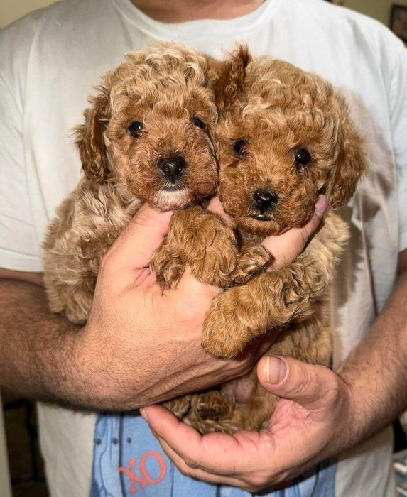 Сладки пудел/пудели той