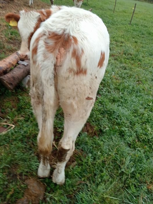 Vând       vițeii
