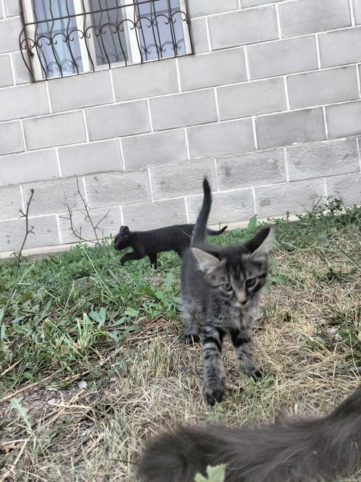 Котята бесплатно