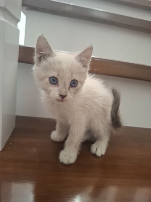 Отдам котят в добрые руки! 

Ищут дом 5 замечательны