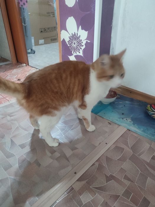 Отдам кота в хорошие руки