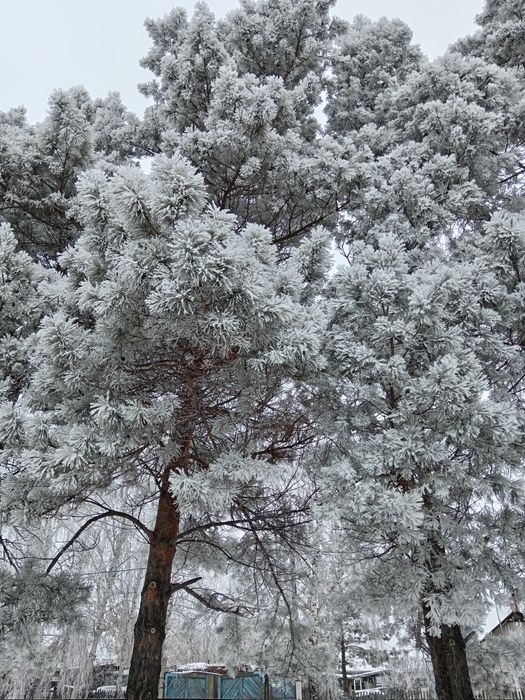 Продам дом в Бишкуле