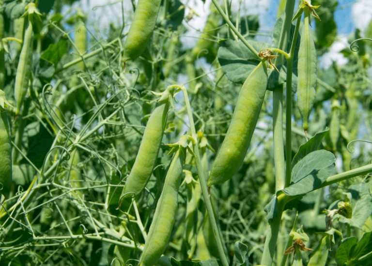 Samanta mazare Saxon, semitimpurie, afila, toleranță mare la seceta