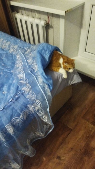 Отдам даром кота