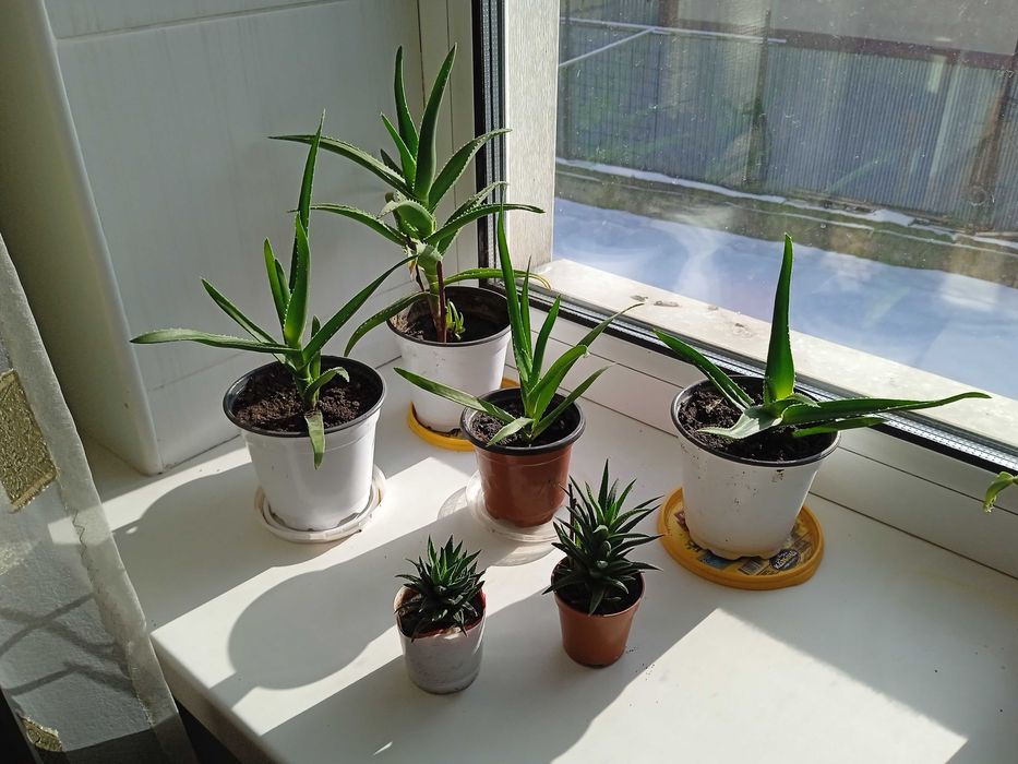 Комнатные и садовые цветы