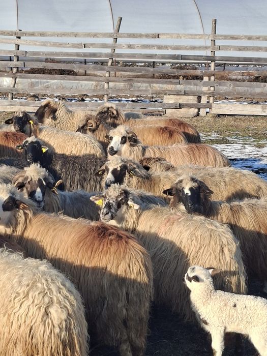 Vand 52 de oi cu miei