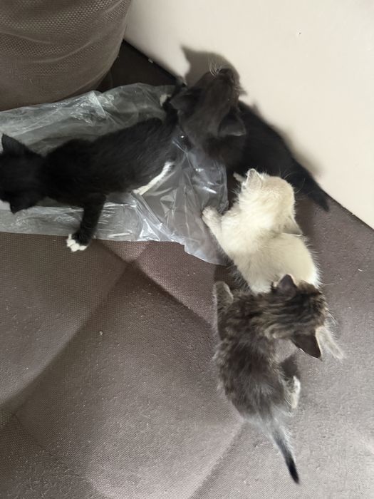 Отдам котят,  в отвественые руки