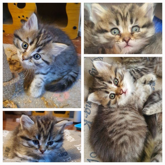 Котята шотландской вислоухой